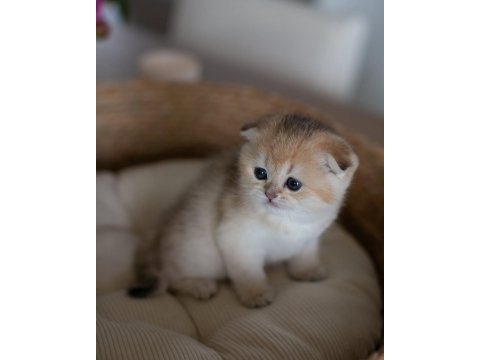 Yuvarlak hatlı golden scottish fold