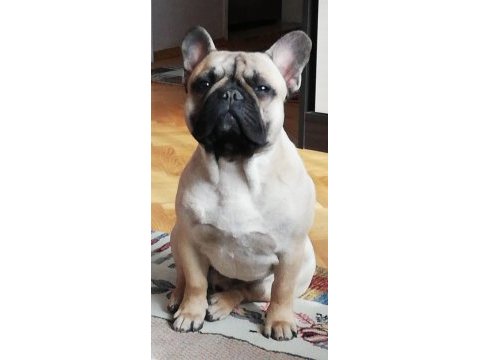 Fcı/kıf a şecere belgeli show class erkek french bulldog