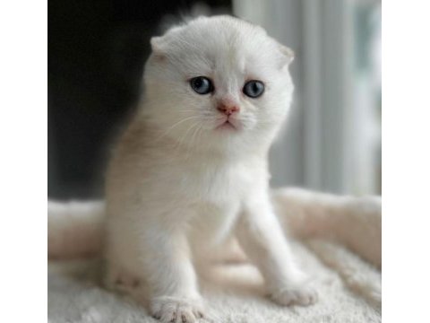 Top kafa pamuk minnoş scottish fold