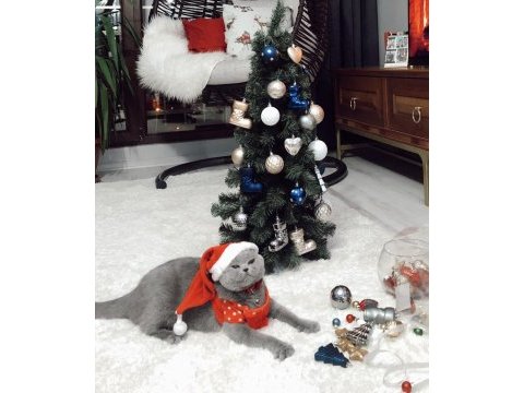 Safkan british shorthair dişi kedimize acil yuva arıyoruz