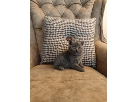 Koca kafalı british shorthair yavrular ayı suratlar
