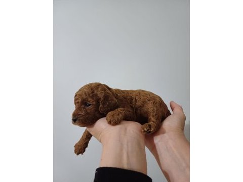 Kore red brown poodle a kalite bebek yüzlü 1 aylık oğlumuz