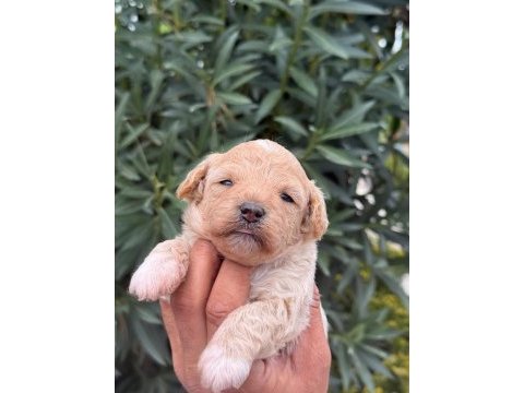 Maltıpoo mınık sekerler