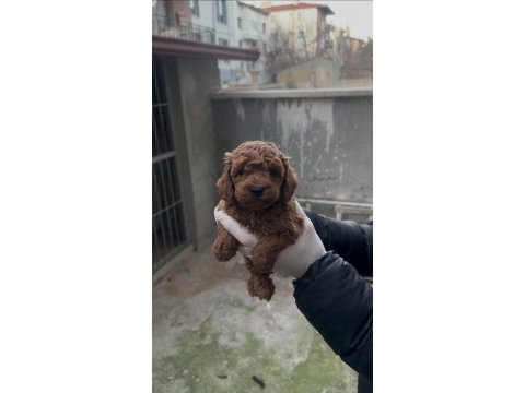 Toy poodle bebekler yeni yuvasına gitmeye hazır