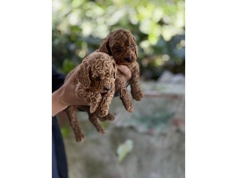 Mükemmel renk sağlık garantili toy poodle
