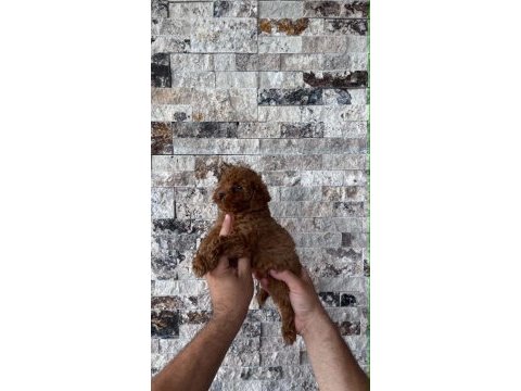 Biblo güzelliğinde red brown teacup poodle bebekler
