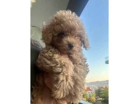 Toy yavru poodle anne baba poodle