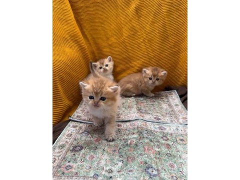 Golden british longhair güzellikler