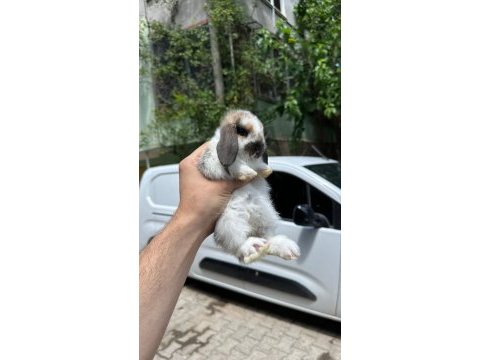 Sağlan hollanda mini ve cüce tavşan