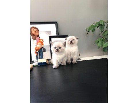 Akkuş üretim çiftliğinden scottish fold yavruları