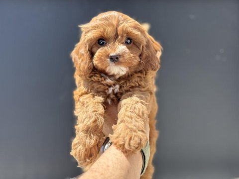 Petmode köpek çiftliğinden maltipoo
