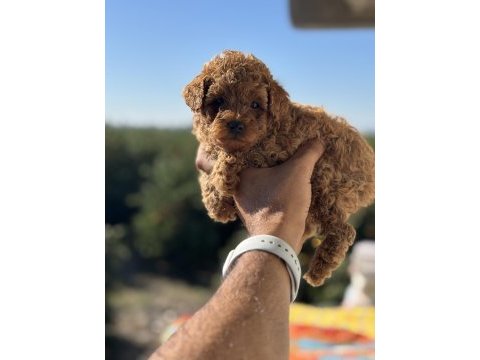 Teacup boy red brown poodle bebekler