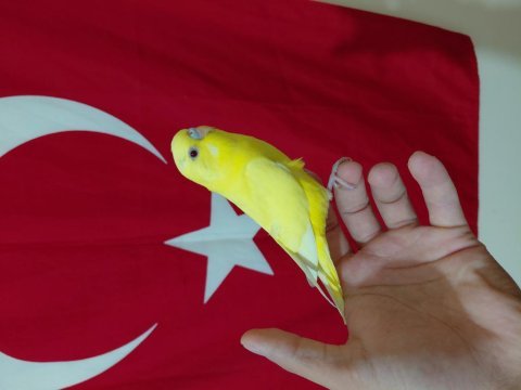 Ele alıştırmalık yavru muhabbet kuşu