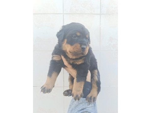 Üst düzel koca kafa rottweiler yavruları