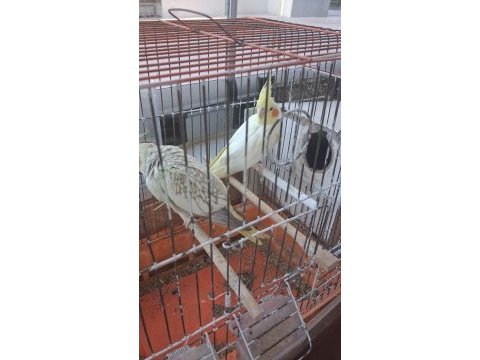 Evcil konuşabilen sultan papağanı yavruları