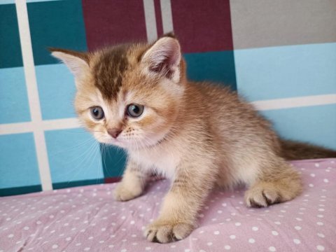 Minik yavrum golden british shorthair
