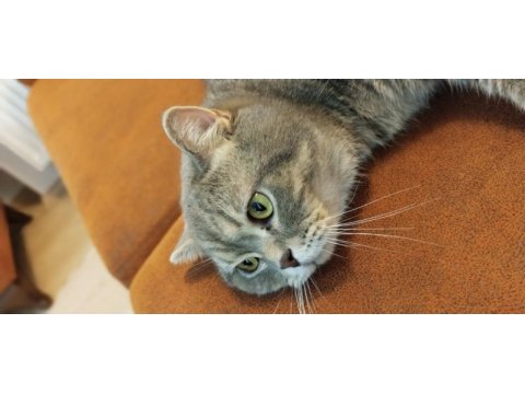 British shorthair oğlumuz