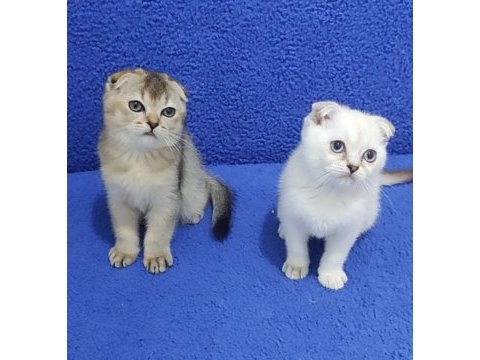 Teslime hazır mükemmel bir scottish fold