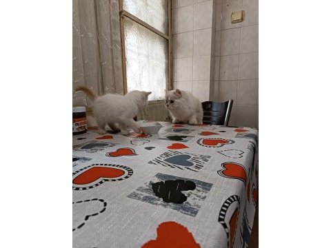 British kedimiz aşırı tatlılık içerir