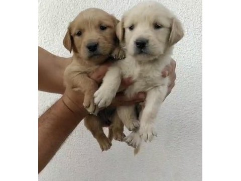 Irk ve sağlık garantili baby face dişi golden retriever