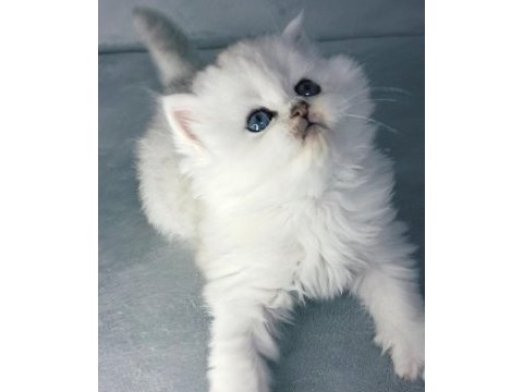 Yakışıklı british longhair ares