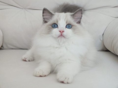 Full şecereli ragdoll yavruları