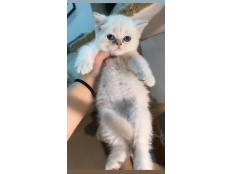 British shorthair pofuduk erkek