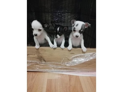 Son 3 adet şivava yavrumuz kaldı