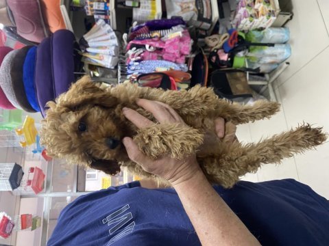 Dişi-erkek toy poodle yavrularımız 