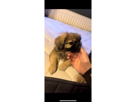 3 aylık erkek pekinez yavrusu (babası imperyaldir)