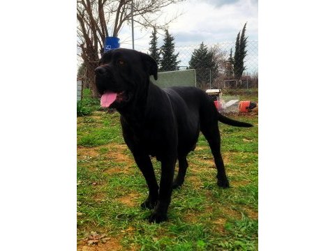 Secereleri şampiyonluklarla dolu yavrular cane corso