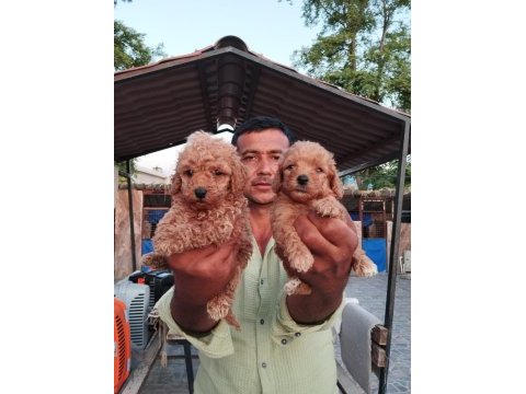 Toy poodle yavrular bir birinden güzel tatlılar