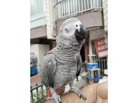 Full evcil oyun hamuru gibi jako