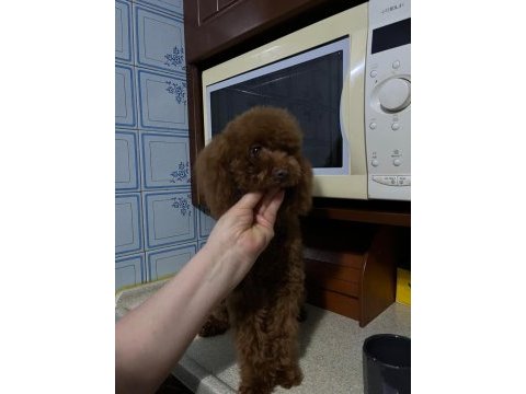 Toy poodle dişi