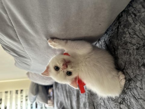 1.5 aylık scottish fold yavru kedimiz