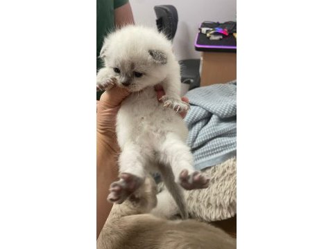 Safkan scottish fold