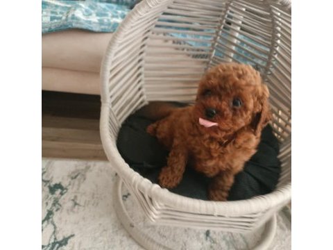 Toy poodle wc eğitimli ve karneli