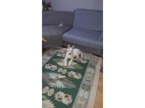 Husky dişi yavru 3 aylık