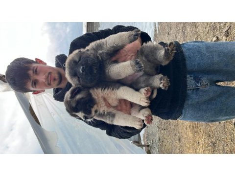 Her ile ilçeye kangal gönderim sağlanmaktadır