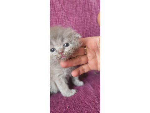 Lila krem rengi 30 günlük yavru kediler