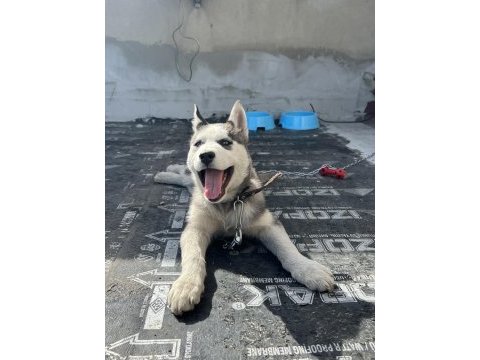 Safkan sibirya kurdu orjinal rusyadan getirdim