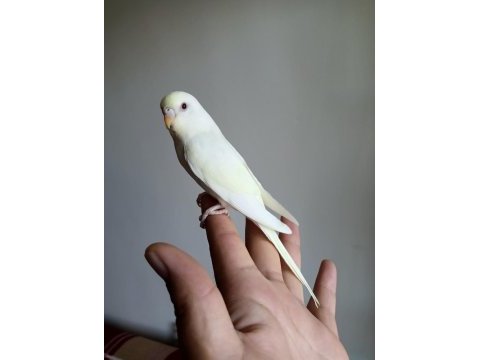 Rengarenk muhabbet kuşu yavrular