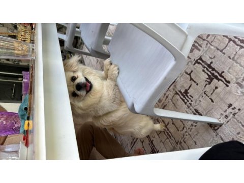 Pekinez köpeğimize yeni sahibini arıyoruz