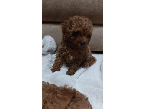 Toy poodle yavru dişi