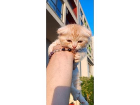 Scottish fold yavru