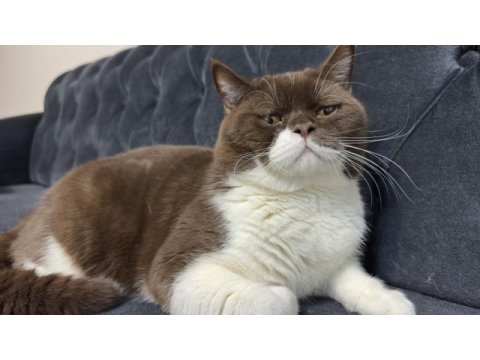Aktif yetişkin erkek british shorthair