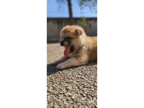 Japon akita inu 2 buçuk aylık yavrularımız mevcuttur