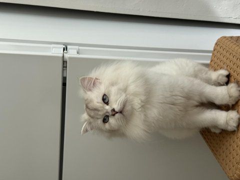 British longhair kedisi