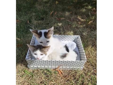 2 minik bebek kedimiz
