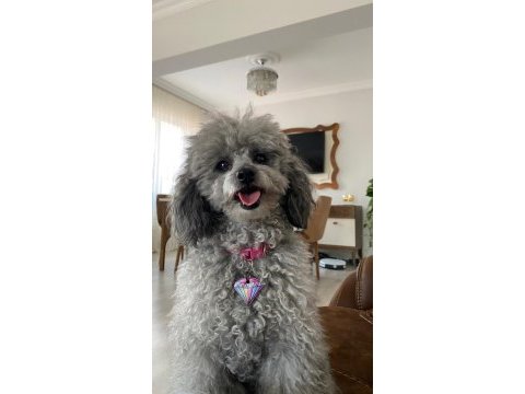 Nadir renk beyaz toy poodle